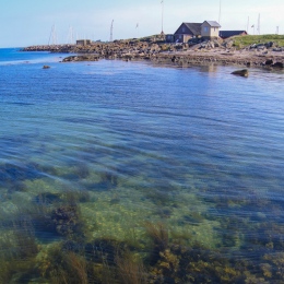 Vackert sjögräs som syns i det glasklara vattnet med klippor och hus i bakgrunden