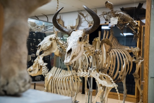 Skelett av djur med horn