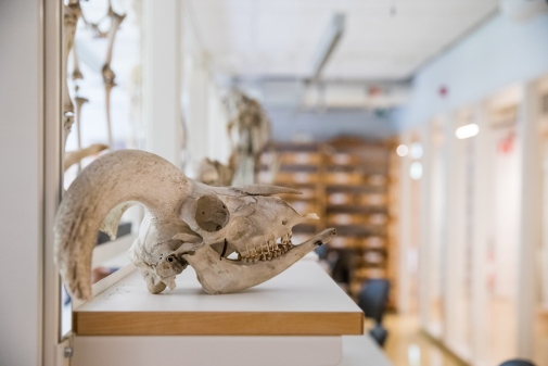 Skelett, djurhuvud med horn