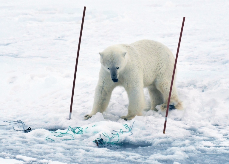 En isbjörn upptäcker forskarnas fiskelinor.