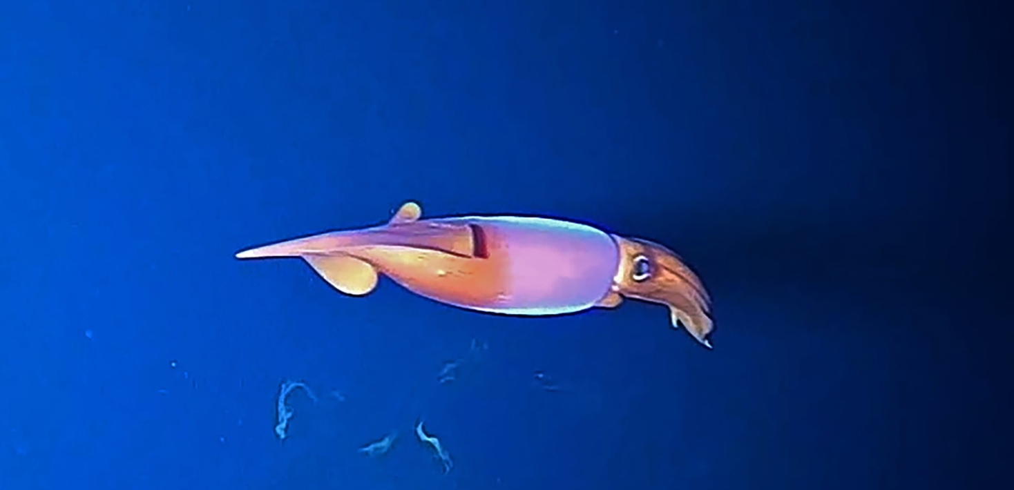 Atlantisk armkroksbläckfisk