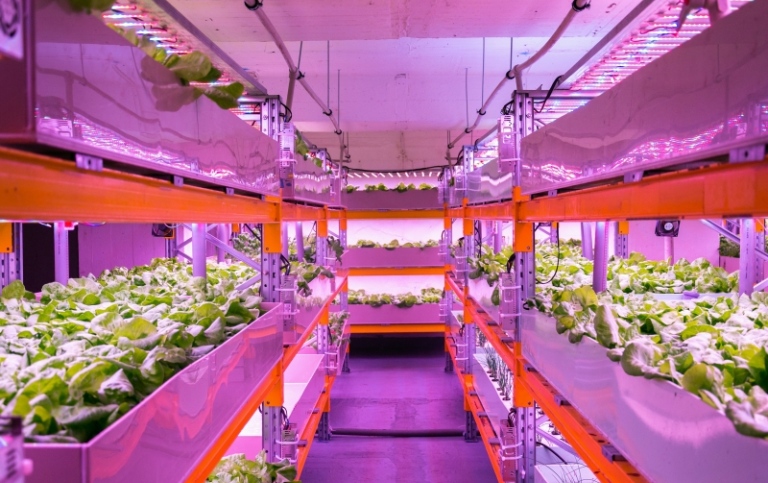 Shelves with lettuce in an aquaponics system. 