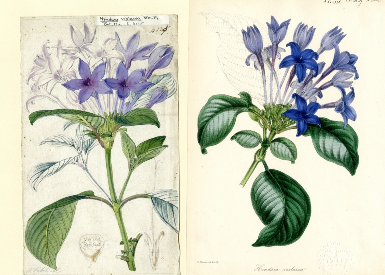 Original illustration of Hindsia violaceae.