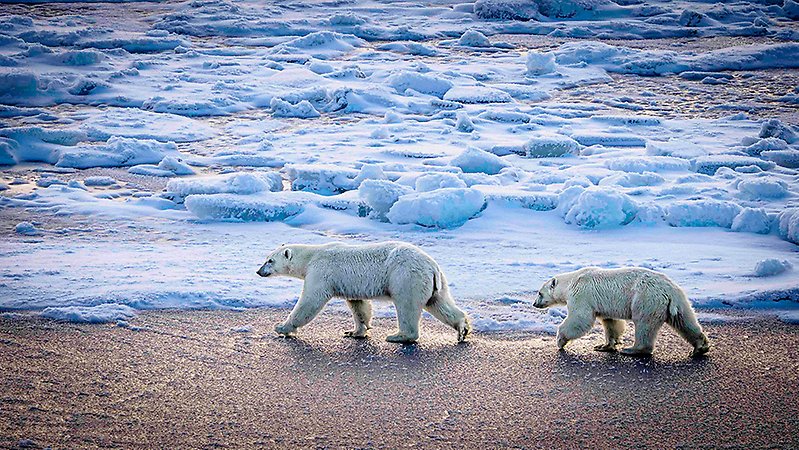 Two polarbeers walking on the ice.