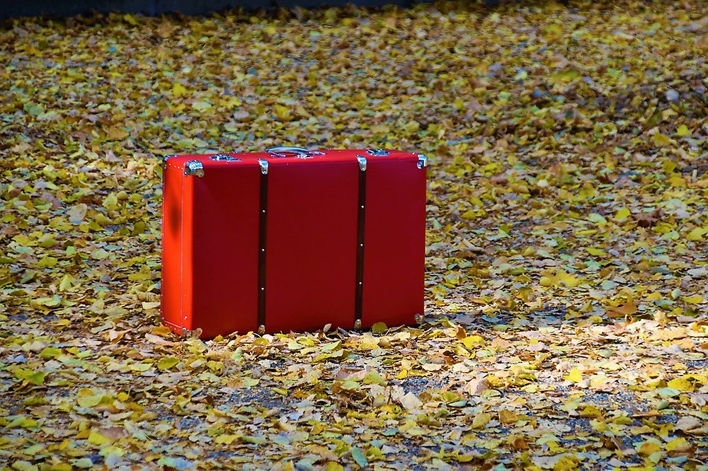 A suitcase on autumn leaves.