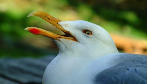 Herring gull with thiamine deficiency, Photo: Lennart Balk