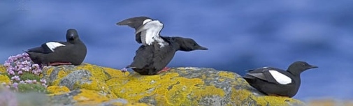 Black Guillemots, David Tipling, UIG