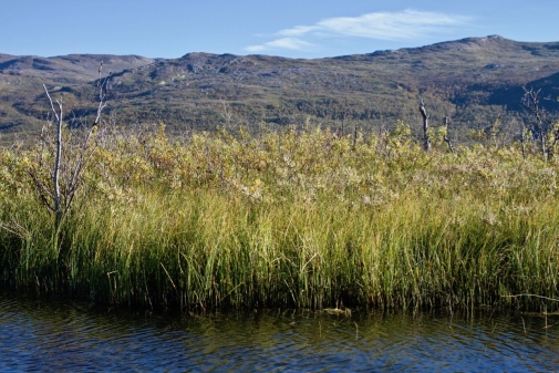 Wetland edges at Stordalen Mire, near Abisko in northern Sweden. Photo: Brett Thornton.