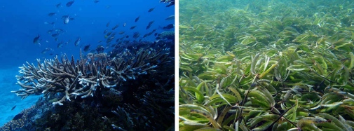 Left: Tropical coral reefs forming complex ecosystems. Photo credit Angelica Chirico. Right: The seagrass species Thalassodendron ciliatum forming a meadow of great importance for fishes as feeding and nursery ground. Photo credit Angelica Chirico.