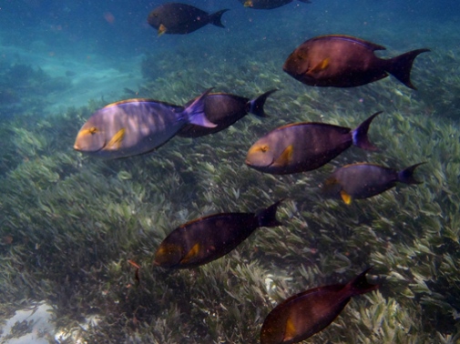Herbivorous fishes (Acanthuridae, Surgeonfish) swimming by a seagrass bed. Photo credit Angelica Chirico