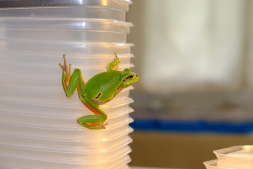A Chernobyl tree frog (Hyla arborea) in the lab