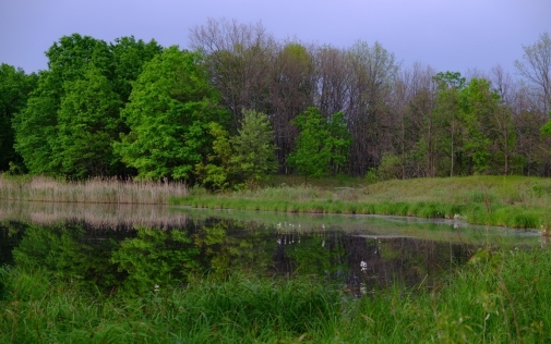 A perfect (but contaminated) frog habitat in the Chernobyl Exclusion Zone. Photo credit: Germán Orizaola