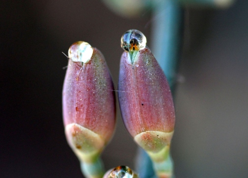 A female cone with pollination droplets. Photographer: Kristina Bolinder.
