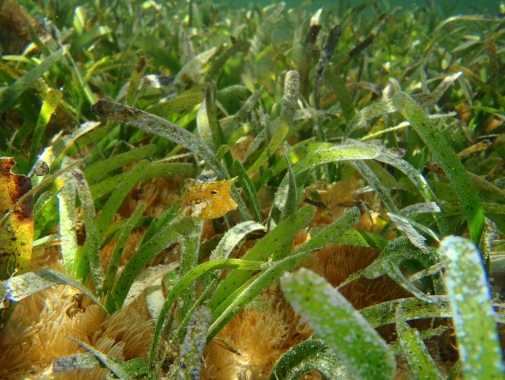 Thornback cowfish (Lactoria fornasini) in a seagrass bed in Kenya. Photographer: Angelica Chirico.