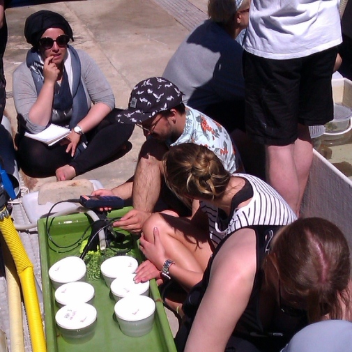 Picture 2. Oxygen measurements being done back at the lab; each plastic beaker contains a sample of invertebrates collected at Idkroken.