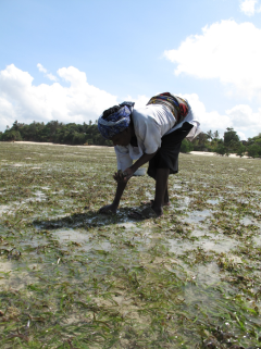 Women fishing for shells in the seagrass, Tanzania, photo by Lina Mtwana Nordlund. 