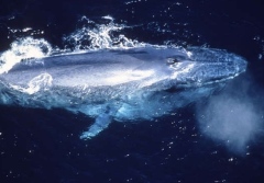 Blue whale, Photo: Doc White, Nature Picture Library, UIG