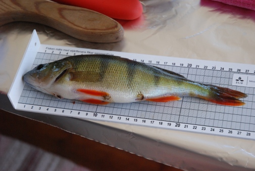 Every perch is measured during the sampling. Photo: Annika Hallman