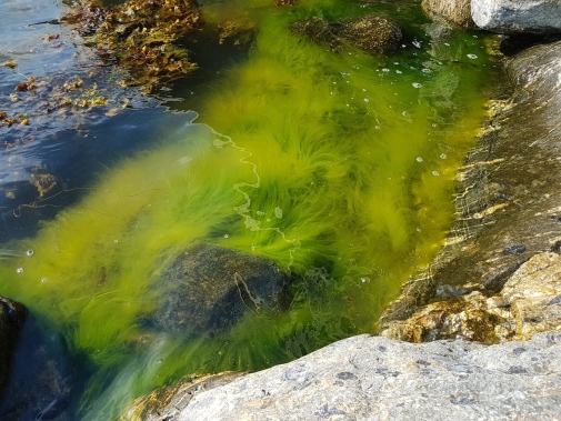 One species of algae producing the brominated substances. Photo: Johan Gustafsson