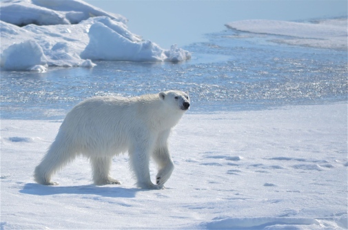 Polar Bear, Photo: Mostphotos