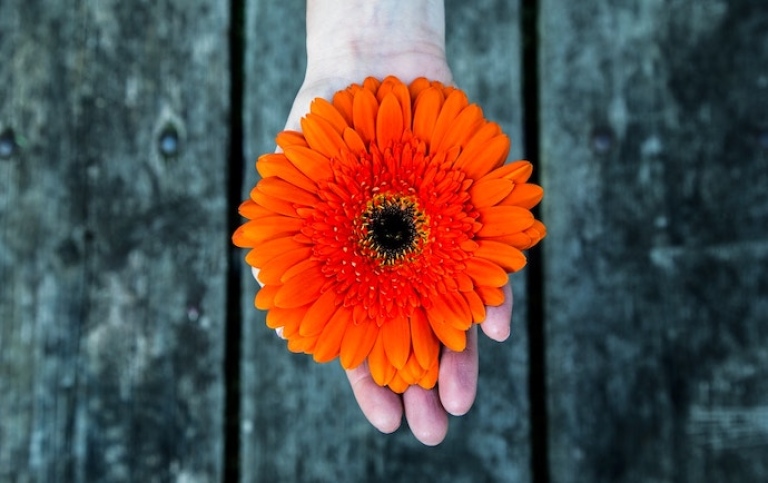 Hand holding an orange flower, a Gerbera