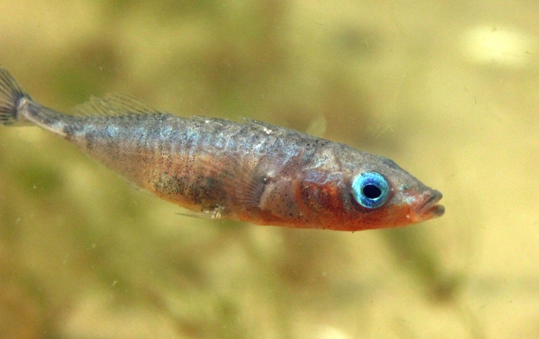 A male stickleback (Gasterosteus aculeatus) during spawning time. Photo: Joakim Hansen/Azote