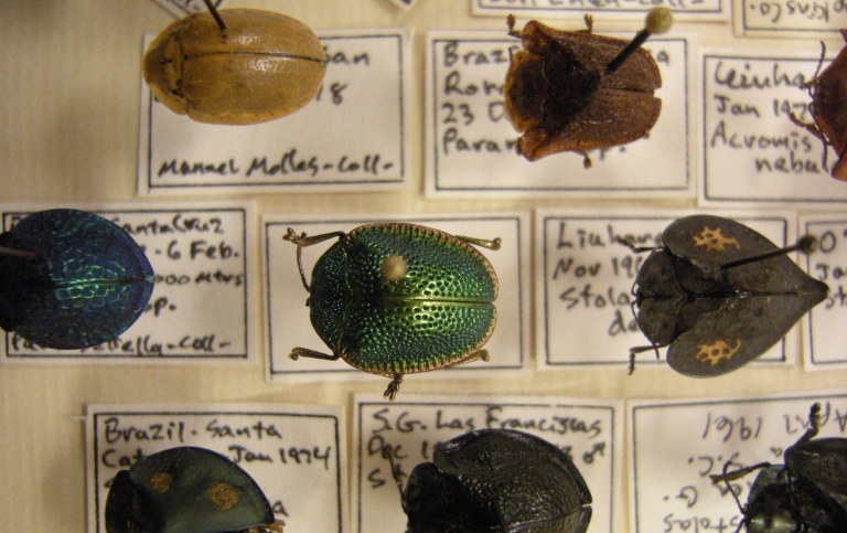 Beetle collection. Clourful beetles pinned to collection labels.