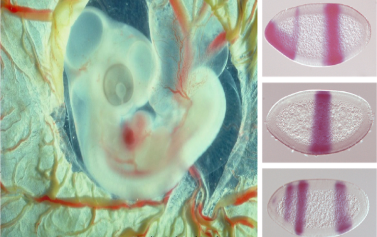 Chicken embryo and fruitfly embryos. Phot