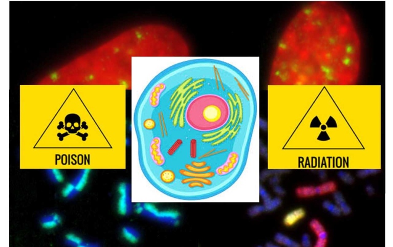 Warning signs, one for radiation and one for poison. A picture of a cell between the two signs.