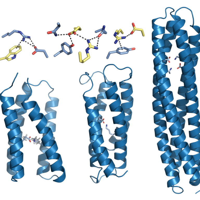 Konstgjorda proteiner med laddade nätverk som Kaila och hans team designade.