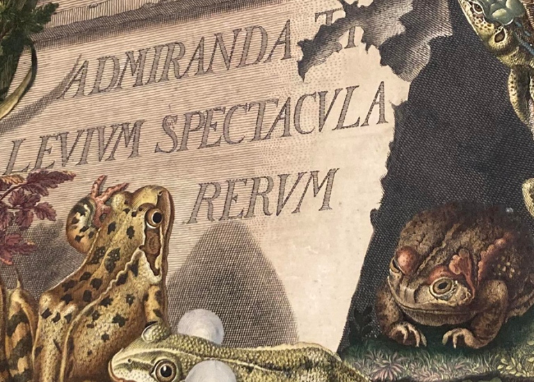  Frog and marbel foundament with the text Admiranda Tibi Levium Spectacula Rerum