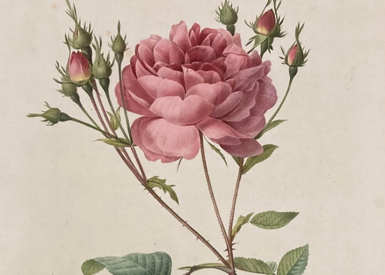Pink rose with several buds