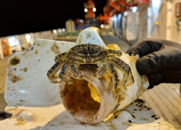 En krabba sitter på en bit plast.