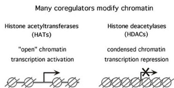 Modification of the chromatin structure