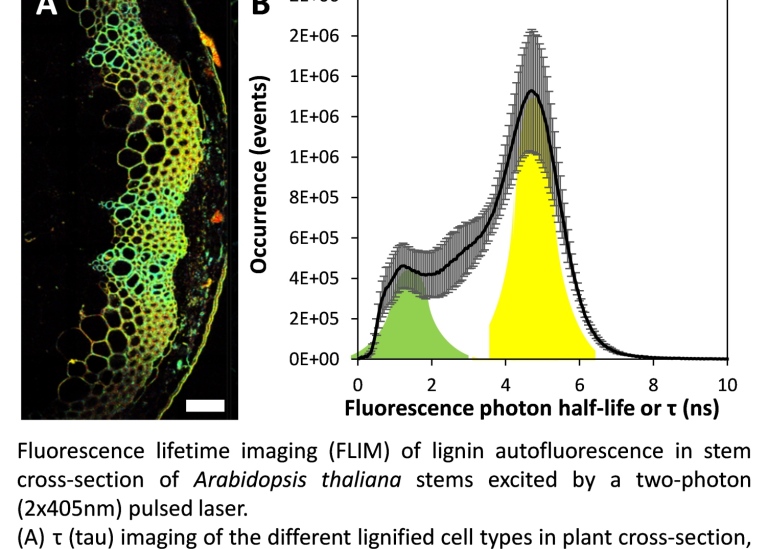 Fluorescence lifetime imaging (FLIM) of ligin autofluorescence.