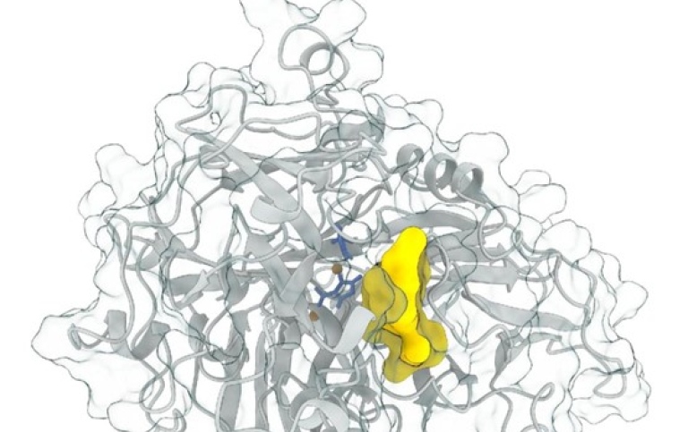 Tredimensionell modell av enzymet lacasse
