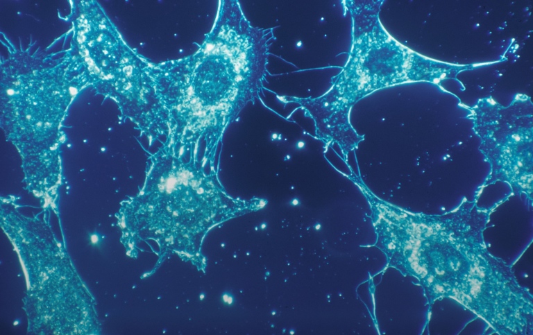 Bild i mikroskop på cellvävnad
