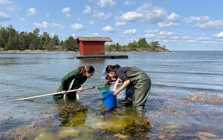 Masterstudenter på kursen Miljövetenskapliga fältstudier håvar efter dräktiga märlkräftor vid Askö. 