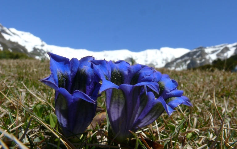 Intensly blue flowers low to the ground with mountain ranges far in the background.