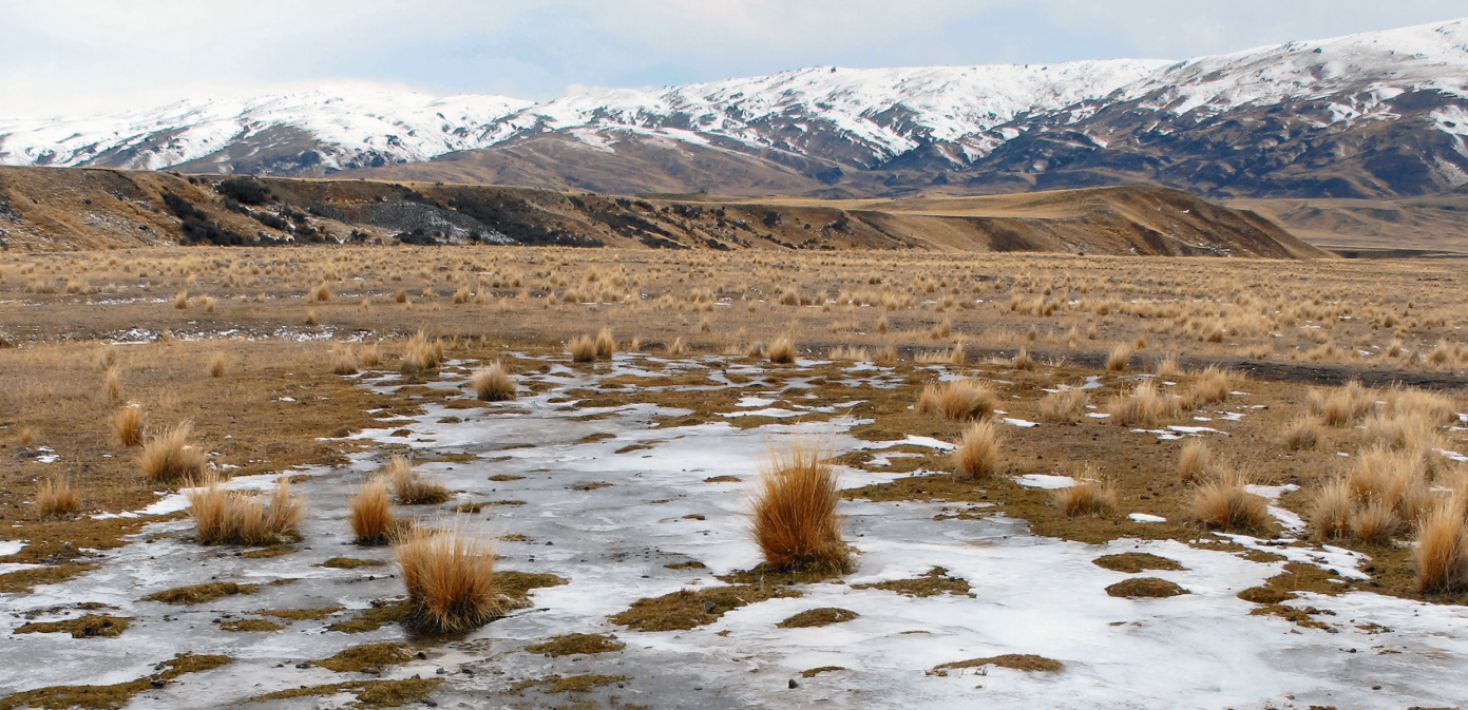 A frozen grassland in New Zealand, home to the snowgrasses (Chionochloa). 