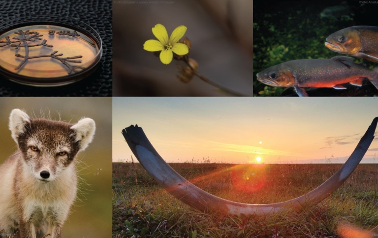 Bilder på en petriskål, en blomma, fiskar, en fjällräv och en mammutbete.
