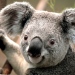 bildtext koala