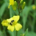 Ett smalbi (Lasioglossum sp.) som besöker en rapsblomma. Foto: Ulrika Samnegård.