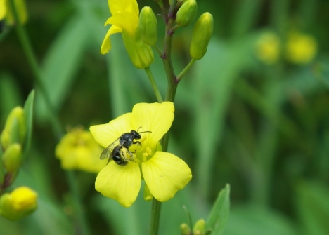 Ett smalbi (Lasioglossum sp.) som besöker en rapsblomma. Foto: Ulrika Samnegård.