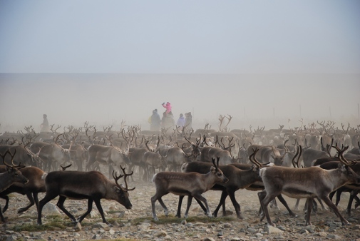 Reas och renskötare med deras familjer under renskiljning på Larkim, nära Nikkaloukta. Foto: Gunhild Ninis Rosqvist