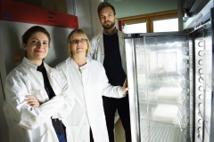 Feeding mosquitos in the laboratory at Stockholm University