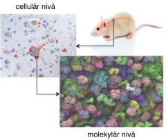 Researchers at Stockholm University investigate the inner lives of cells at a molecular level. Picture: Stockholm University.