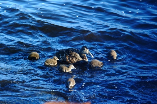 En kull på 6 ungar, en ovanlig syn i våra skärgårdar numera. Foto: Lennart Balk