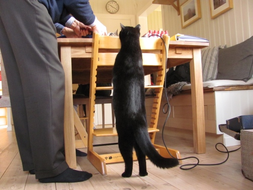 Research on how cats are exposed to chemicals through dust indoors. Photo: Jana Weiss