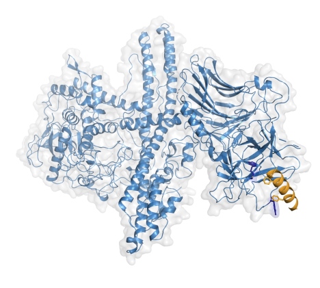 Botulinumneurotoxinet bundet till sin mänskliga receptor